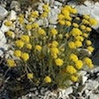 Everlasting Flower